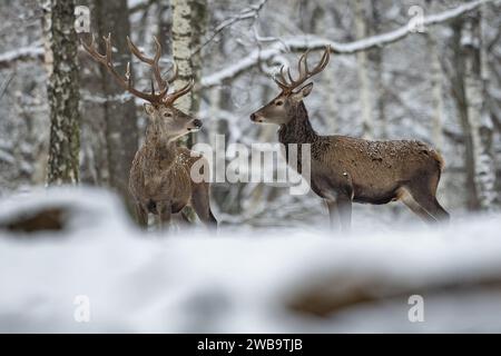 Paris, Frankreich. Januar 2024. Zwei Hirsche spazieren im Schnee im Wildtier- und Waldpark Rambouillet in der Nähe von Paris, Frankreich, 9. Januar 2024. Quelle: Aurelien Morissard/Xinhua/Alamy Live News Stockfoto