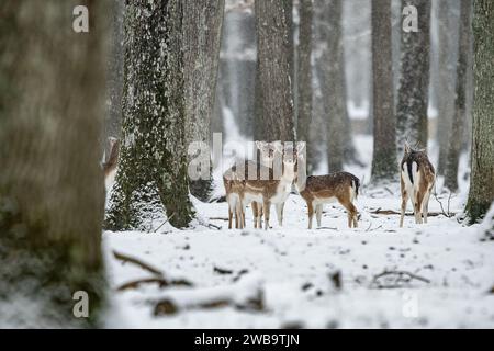 Paris, Frankreich. Januar 2024. Eine Hirschherde spaziert im Schnee im Wildpark Rambouillet, in der Nähe von Paris, Frankreich, 9. Januar 2024. Quelle: Aurelien Morissard/Xinhua/Alamy Live News Stockfoto