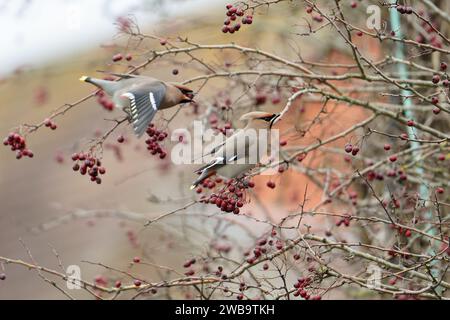 Ein Paar böhmischer Wachsflügel-Bombycilla garrulus ernährt sich von Weißdornbeeren -Crataegus monogyna. Winter. Uk Stockfoto