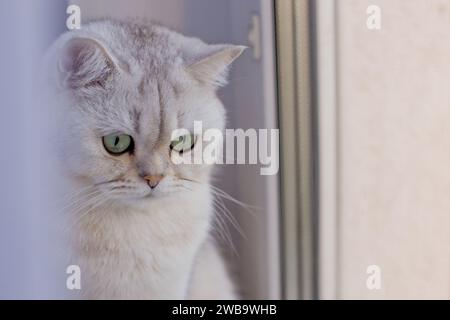 Süße weiße britische Kurzhaarkatze, die am Fenster sitzt Stockfoto