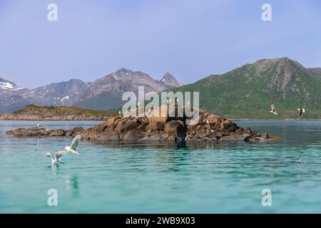 Die Lofoten-Inseln sonnen sich im Sommerglühen, wo Möwen ruhen und über einer Insel im kristallklaren Wasser mit Bergen fliegen Stockfoto