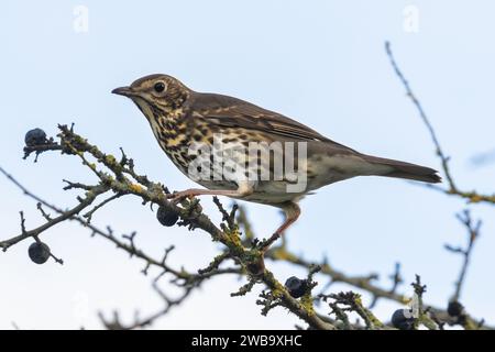 Song Thrush Bird, Turdus philomelos, Sussex, Großbritannien Stockfoto