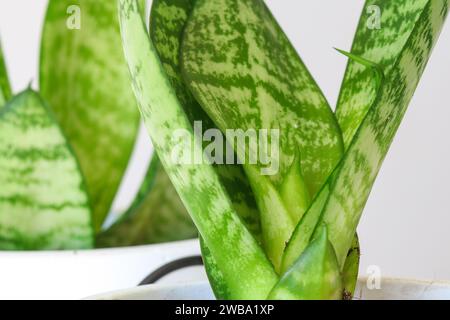 Nahaufnahme der jungen Sansevieria in weißem Blumentopf Stockfoto