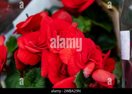 Blumen in einer Geschenkverpackung Nahaufnahme, Hintergrund Stockfoto