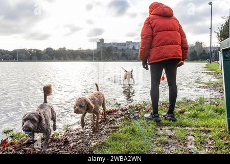 Windsor, Großbritannien. Januar 2024. Teresa Flynn übt ihre Hunde Gertie (l), Jimmy (c) und Isla (r) neben Hochwasser aus der Themse auf den Stellplätzen des Windsor Rugby Club vor Windsor Castle aus. In Berkshire wurden über 40 Hochwasserwarnungen und -Warnungen nach starken Regenfällen während des Sturms Henk ausgegeben. Quelle: Mark Kerrison/Alamy Live News Stockfoto