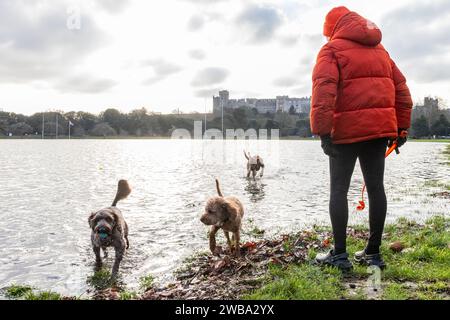 Windsor, Großbritannien. Januar 2024. Teresa Flynn übt ihre Hunde Gertie (l), Jimmy (c) und Isla (r) neben Hochwasser aus der Themse auf den Stellplätzen des Windsor Rugby Club vor Windsor Castle aus. In Berkshire wurden über 40 Hochwasserwarnungen und -Warnungen nach starken Regenfällen während des Sturms Henk ausgegeben. Quelle: Mark Kerrison/Alamy Live News Stockfoto