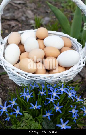 Mehrere Dutzend frisch gesammelte Hühnereier in einem Korb zwischen blauen Chionodoxblüten. Vorbereitung auf Ostern. Geflügelhaltung. Vertikaler Rahmen Stockfoto