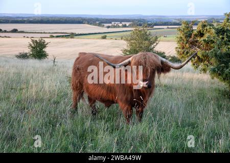 Highland Cow auf der Seite des Danebury Iron Age Hügels mit Ackerland dahinter, Stockbridge, Test Valley, Hampshire, England, Vereinigtes Königreich Stockfoto