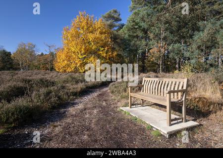 Holzbank auf Newtown Common am sonnigen Herbstnachmittag, Burghclere, Hampshire, England, Vereinigtes Königreich, Europa Stockfoto