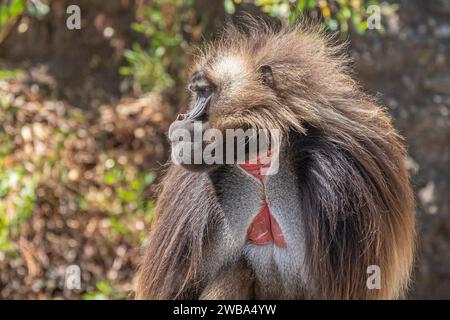 Gelada Pavian, Theropithecus Gelada, im Nationalpark Simien Mountains, Region Amhara, Nord-Äthiopien Stockfoto