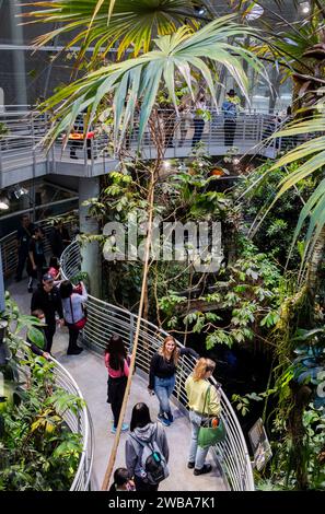 Touristen und Einheimische genießen die nebelige und üppige Regenwaldausstellung an der California Academy of Sciences in San Francisco, Kalifornien Stockfoto