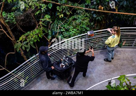 Touristen und Einheimische genießen die Schmetterlinge in der nebligen und üppigen Regenwaldausstellung der California Academy of Sciences in San Francisco, Kalifornien Stockfoto