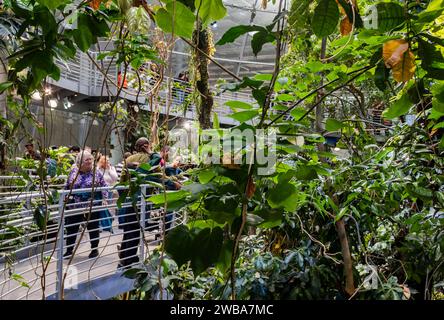 Touristen und Einheimische genießen die nebelige und üppige Regenwaldausstellung an der California Academy of Sciences in San Francisco, Kalifornien Stockfoto