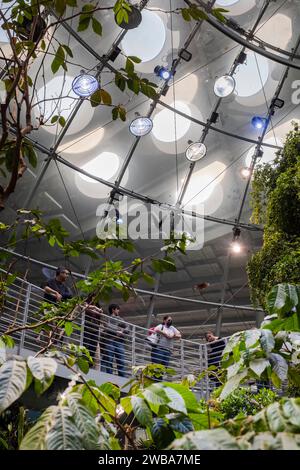 Touristen und Einheimische genießen die nebelige und üppige Regenwaldausstellung an der California Academy of Sciences in San Francisco, Kalifornien. Stockfoto