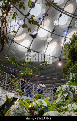 Touristen und Einheimische genießen die nebelige und üppige Regenwaldausstellung an der California Academy of Sciences in San Francisco, Kalifornien. Stockfoto