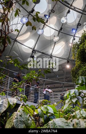 Touristen und Einheimische genießen die nebelige und üppige Regenwaldausstellung an der California Academy of Sciences in San Francisco, Kalifornien. Stockfoto