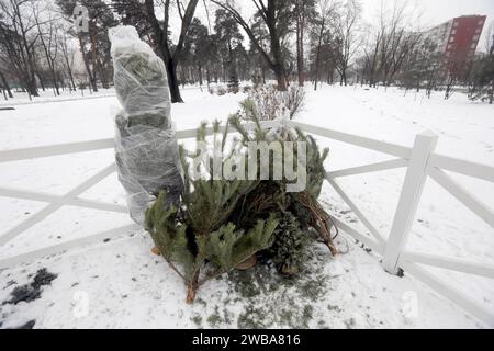 KIEW, UKRAINE - 09. JANUAR 2024 - Sammelstelle für Weihnachtsbäume für ökologisches Recycling in der Kioto-Straße, Kiew, Hauptstadt der Ukraine. Stockfoto