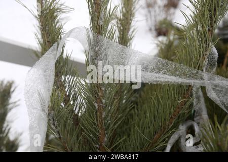 KIEW, UKRAINE - 09. JANUAR 2024 - Sammelstelle für Weihnachtsbäume für ökologisches Recycling in der Kioto-Straße, Kiew, Hauptstadt der Ukraine. Stockfoto