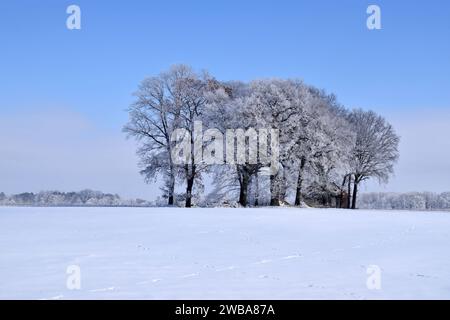 13.02.2021 Winterlandschaft Deutschland/Niedersachsen/Landkreis Gifhorn/Südheide/bei Ohrdorf/Winterlandschaft/mitten auf einem schneebedecktem Feld steht eine Baumgruppe und dahinter ein Wirtschaftsschuppen/ Tierspuren im Schnee *** 13 02 2021 Winterlandschaft Deutschland Niedersachsen Landkreis Gifhorn Südheide bei Ohrdorf Winterlandschaft inmitten eines schneebedeckten Feldes steht eine Gruppe von Bäumen und dahinter ein Bauernhaus Tierspuren im Schnee Stockfoto