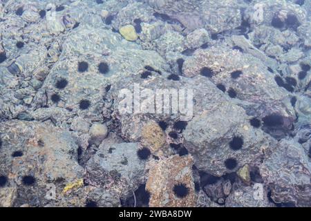 Unter dem kristallklaren Wasser der Ägäis gibt es eine große Anzahl von Seeigeln auf den Felsen in Griechenland Stockfoto