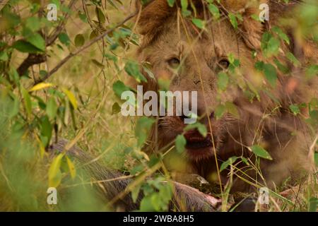 Löwe isst ein Wildschwein im afrikanischen Busch Stockfoto