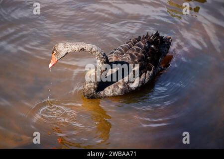 Ein brauner Schwan mit einem orangefarbenen Schnabel in braunem Wasser Stockfoto