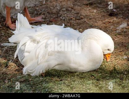 Ein weißer und gefiederter Schwan mit einem orangen Schnabel und einem kleinen Geschlecht liegt auf dem Boden Stockfoto