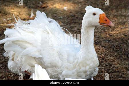 Ein weißer Schwan mit orangefarbenem Schnabel und einem kleinen Sextett auf braunem Hintergrund Stockfoto