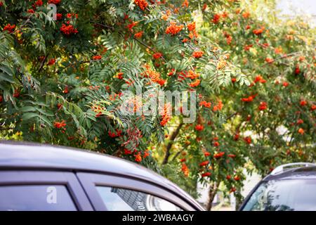 Ein vogelbaum mit kleinen Orangenbeeren und zwei Autodächern im Vordergrund Stockfoto