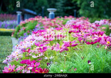 Nahaufnahme von kleinen rosa Blumen mit grünen Buschbäumen im Hintergrund und Laternen in der Mitte Stockfoto