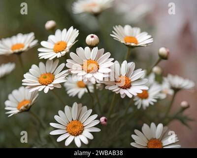 Weiße Margaretenblüten, auch bekannt als Chrysantheme. Stock Vektor