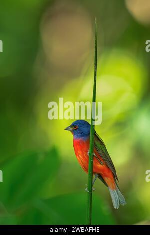 Painted Bunting (Passerina ciris) ist eine Vogelart der Kardinalfamilie Cardinalidae, die in Nordamerika beheimatet ist. Costa Rica Stockfoto