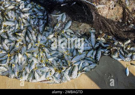 Fischer am Strand von Benaulim im indischen Goa ziehen ihre Netze an Land und sortieren den Fang Stockfoto