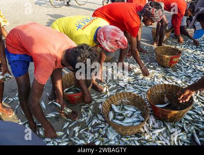 Fischer am Strand von Benaulim im indischen Goa ziehen ihre Netze an Land und sortieren den Fang Stockfoto