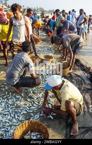 Fischer am Strand von Benaulim im indischen Goa ziehen ihre Netze an Land und sortieren den Fang Stockfoto