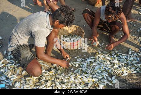 Fischer am Strand von Benaulim im indischen Goa ziehen ihre Netze an Land und sortieren den Fang Stockfoto