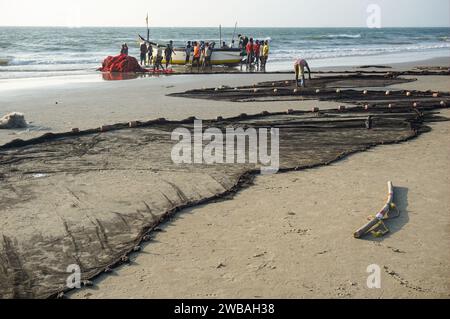 Fischer am Strand von Benaulim im indischen Goa ziehen ihre Netze an Land und sortieren den Fang Stockfoto