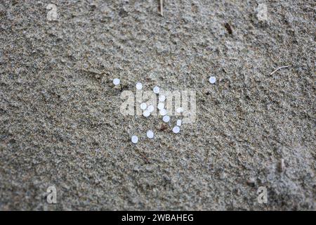 Muros del Nalon, Spanien, 9. Januar 2024: Mehrere Pellets im Sand von Playa del Aguilar während Asturias erhöhen den Meeresverschmutzungsplan auf Stufe 2 aufgrund des 'generalisierten' Auftretens von Pellets in der ganzen Sache, am 9. Januar 2024 in Muros del Nalon, Spanien. Quelle: Alberto Brevers / Alamy Live News. Stockfoto