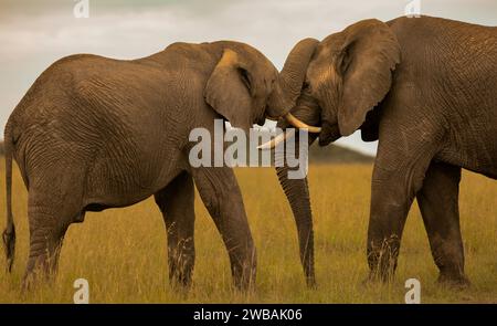 Die beiden afrikanischen Elefanten, die in hohen Gräsern stehen, streiten sich. Stockfoto