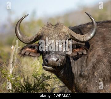 Ein Nahaufnahme, detailliertes Porträt eines weiblichen Kap-Wasserbüffels im Krüger-Nationalpark. Stockfoto