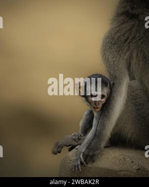 Ein niedlicher, süßer, verwunschener Affe schaut in die Kamera, während er an seiner Mutter hängt. Stockfoto