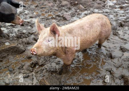 Ein Schwein, das im Schlamm steht Stockfoto