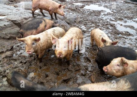 Schweine, die im Schlamm stehen Stockfoto