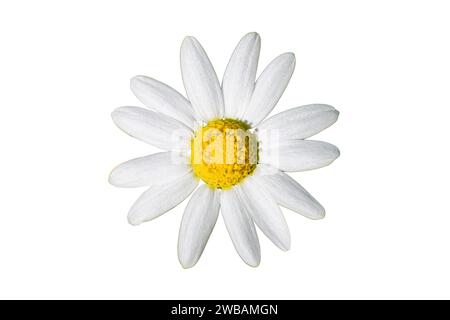 Schöne weiße und gelbe Daisy, Bellis perennis, wahrscheinlich Anthemis maritima, gemeinhin als Seemamweed oder Meerkamille auf weißem Hintergrund bezeichnet Stockfoto