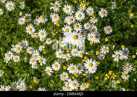 Wunderschöne weiße und gelbe Daisy, Bellis perennis, wahrscheinlich Anthemis maritima, gemeinhin als Seemamweed oder Seekamomile bezeichnet Stockfoto