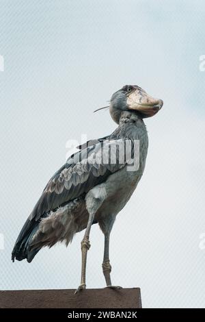 Ein majestätischer Vogel auf einem Pfosten vor dem Hintergrund eines bewölkten Himmels Stockfoto