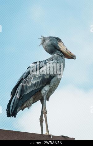 Eine Nahaufnahme eines Schuhpanzers (Balaeniceps rex), auch bekannt als Walkopfstorch, und eines Schuhschnabelstorchs, der ein großer langbeiniger Watvogel ist Stockfoto