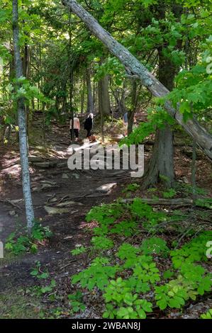 Grünes Laub entlang eines Wanderweges über Felsen und Wurzeln durch einen abgeschiedenen Wald mit Schatten auf dem Boden. Stockfoto