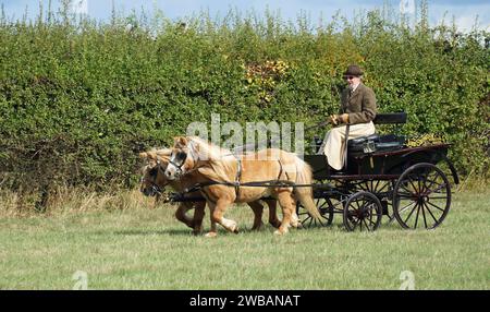 Kutschenfahrender Buggy mit zwei Ponys auf Parkland. Stockfoto