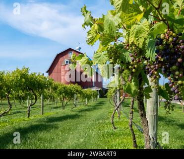 Traubengruppe und grüne Blätter auf der wachsenden Rebe, mit roter Scheune und Silos in der Ferne. Stockfoto